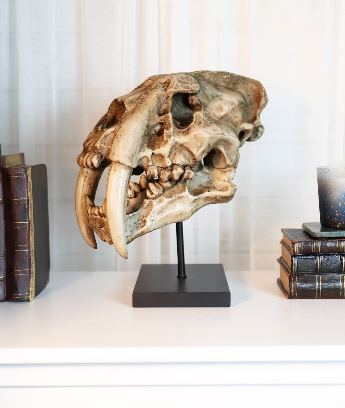 Sabertooth Tiger Cat Fossil Skull Skeleton Replica Statue With Museum Pole Mount - Ebros Gift
