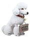 Ebros Realistic White French Poodle Dog Fifi Welcome Greeter Statue With Jingle Collar