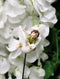 Ebros Fairy Garden Baby Fairies Riding On Stakes Set of 3 Figurine 10"H