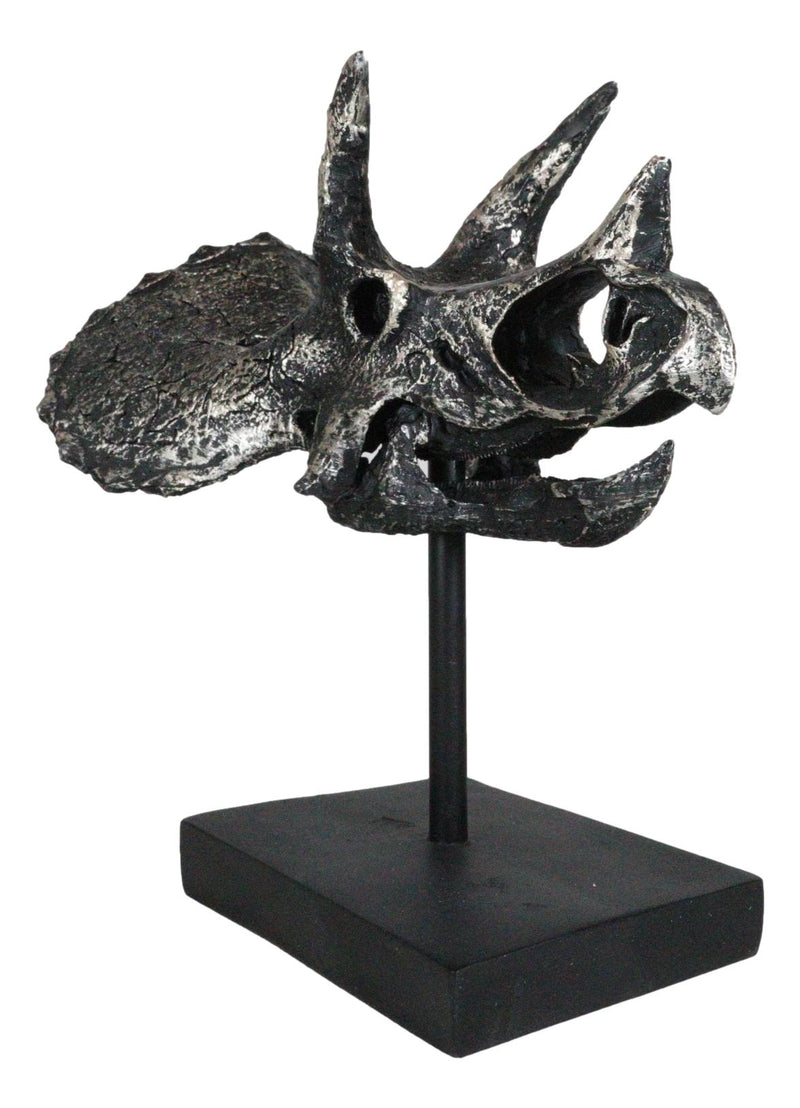 Jurassic '3 Horns' Triceratops Dinosaur Fossil Skeleton Statue With Stand 9"L