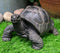 Ebros Lifelike Galapagos Tortoise Statue 6.5" Wide Lucky Zen Turtle Figurine