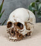 Small Half Jaw Homo Sapiens Skull Figurine Miniature Skull Cranium Sculpture