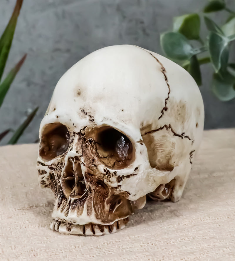 Small Half Jaw Homo Sapiens Skull Figurine Miniature Skull Cranium Sculpture