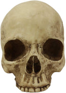 Ebros Realistic Homo Sapiens Jointed Human Half Jawless Skull Statue 7" Long