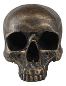 Ebros Pirate Treasure Relic Gold Rust Severed Upper Half Skull Figurine Statue