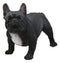 Cute Large Lifelike Black French Bulldog Statue With Glass Eyes 19.5"Long Decor