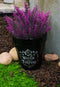 Water Don't Torture Rose Vines Wicca Witch Apothecary Flower Herbs Planter Pot