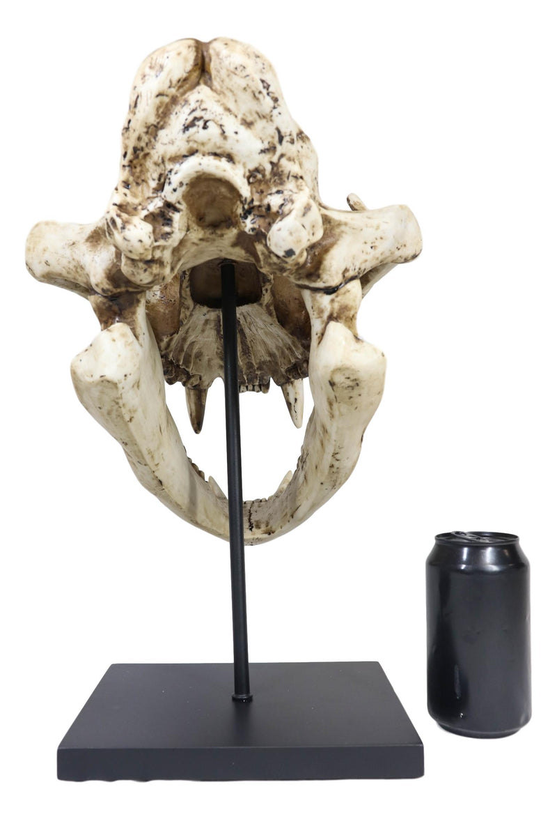 African Lion Fossil Skull Baring Jaws and Teeth Statue On Museum Pole Mount 14"H