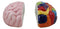Ebros Right And Left Brains Magnetic Ceramic Salt Pepper Shakers Set 3.5"L