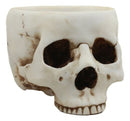 Halloween Skeleton Half Skull Bowl Treat Holder Figurine Homosapien Skull Statue