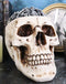 Ebros Day of The Dead Ossuary Human Cranium Evil Grinning Skull Decorative Stash Box