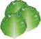 Ebros 12" Wide Green Cabbage Leaf Shaped Serving Plate Dish Platter SET OF 3 - Ebros Gift
