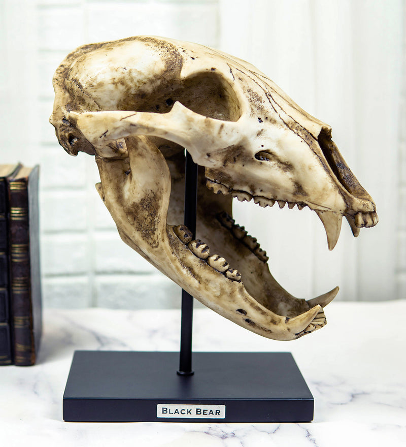 Ebros Faux Taxidermy Black Bear Skull Baring Teeth Statue On Pole Mount Display