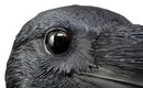 Ebros Large Black Raven Crow Scavenger Bird Wall Plaque 14.5" Tall Home Decor