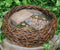 Whimsical Fairy Garden Cottage Rocky Steps Faux Bird Nest Planter Display Decor