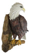 Large Mountain Grand Bald Eagle Perching On Tree Branch Wall Decor Plaque 17.5"H