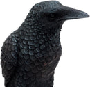 Ebros Gothic Raven Statue Crow Scavenger Bird Perching On Rock Figurine 6"H