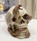 Ebros Cranium Skeleton Cobra Snake Habitat Skull Statue Figurine 4.25"H