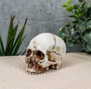 Small Half Jaw Homo Sapiens Skull Figurine Miniature Skull Cranium Sculpture