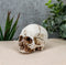 Small Half Jaw Homo Sapiens Skull Figurine Miniature Skull Cranium Sculpture