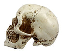 Ebros Paleoanthropology Homosapien Mini Skull Collectible Figurine 4.5"L