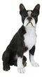 Lifelike Adorable Boston Terrier Dog Statue 16"H Pedigree Dog With Glass Eyes