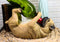 Ebros Pedigree Fawn Pug Dog Wine Bottle Holder 10" Long Home Decor