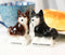 Ceramic 'Not Fat' Black Brown Huskies Dogs Salt And Pepper Shakers Figurine Set