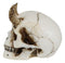 Small Goat Horned Demon Skull Statue Hell Spawn Skeleton Inferno Imp Figurine