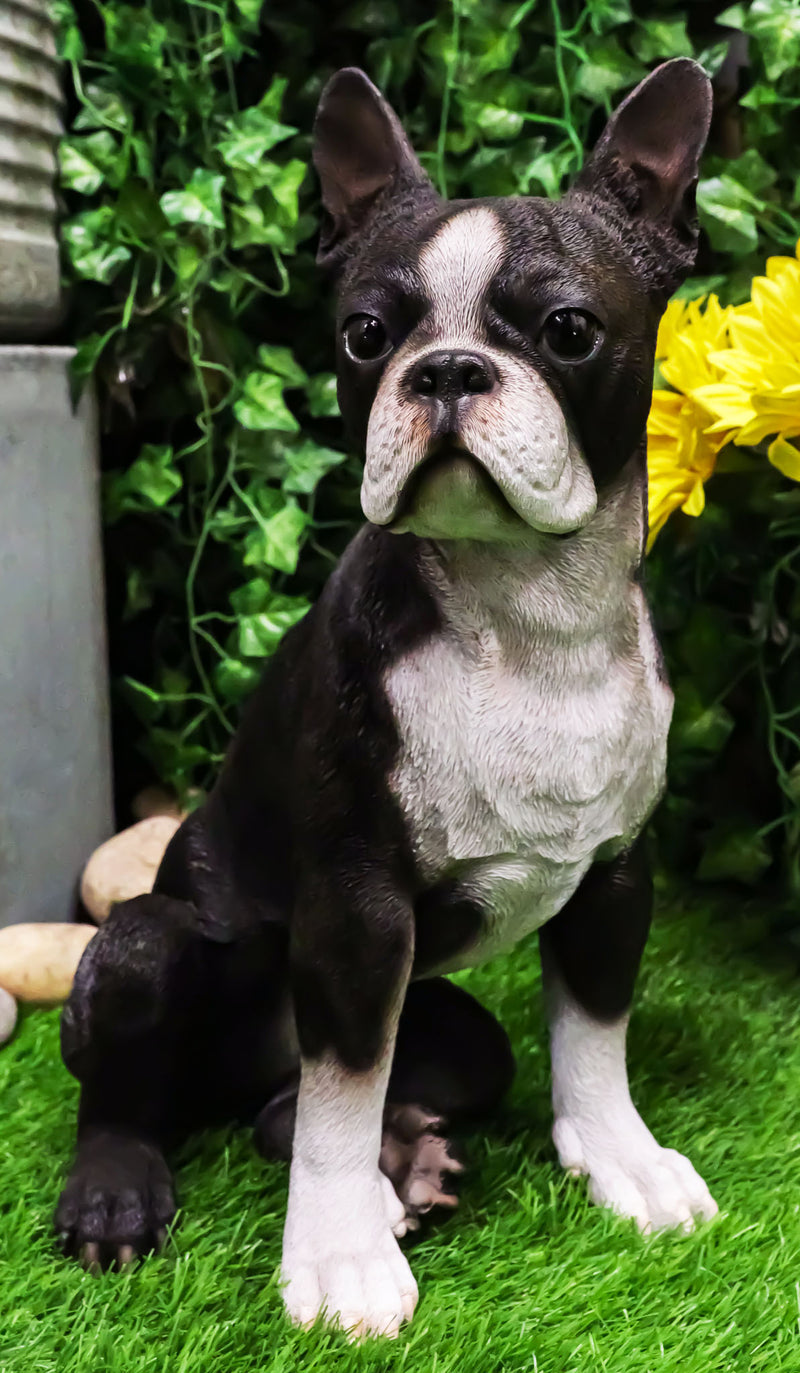 Lifelike Adorable Boston Terrier Dog Statue 16"H Pedigree Dog With Glass Eyes