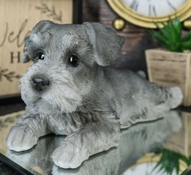 Realistic Adorable Grey Mini Schnauzer Dog Lying On Belly Figurine