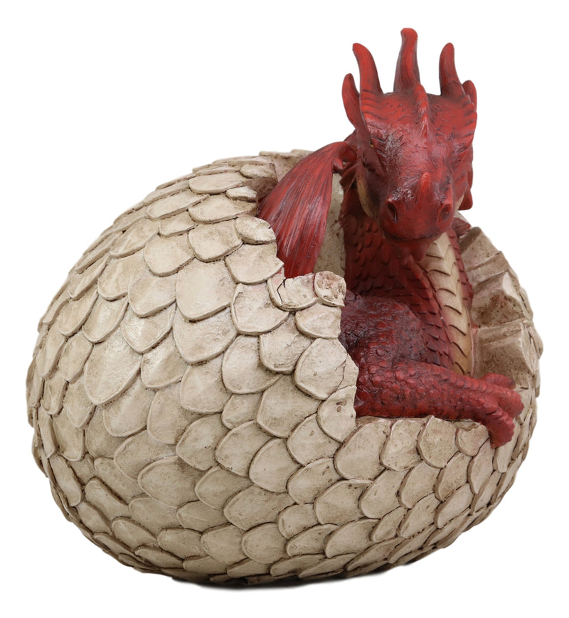 Ebros Large Smaug Red Baby Dragon Hatchling in Egg Statue 9.5" Long Dungeons Dragons Legends Fantasy Home and Garden Accent Decor Sculpture Medieval Renaissance Figurine Centerpiece