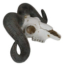 Rustic Majestic Texas Corsican Ram Skull With Horns Wall Decor Trophy 13"Wide