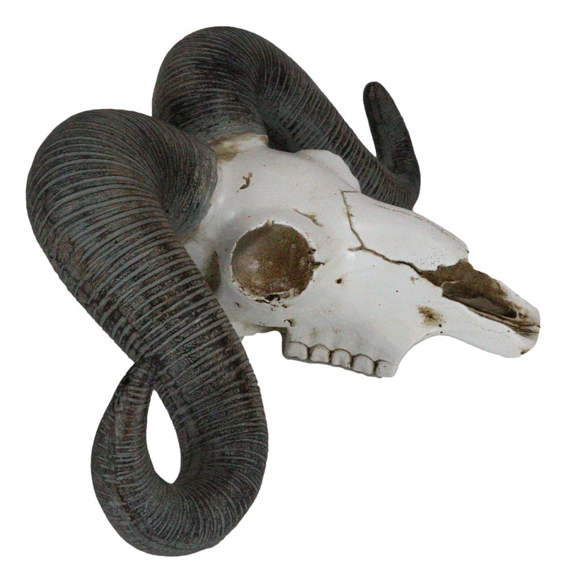 Rustic Majestic Texas Corsican Ram Skull With Horns Wall Decor Trophy 13"Wide