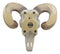 Large Texas Corsican Ram Skull And Horns Wall Trophy Nature's Taxidermy 15"Wide