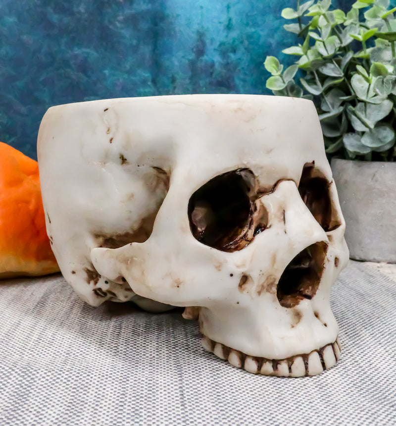 Halloween Skeleton Half Skull Bowl Treat Holder Figurine Homosapien Skull Statue