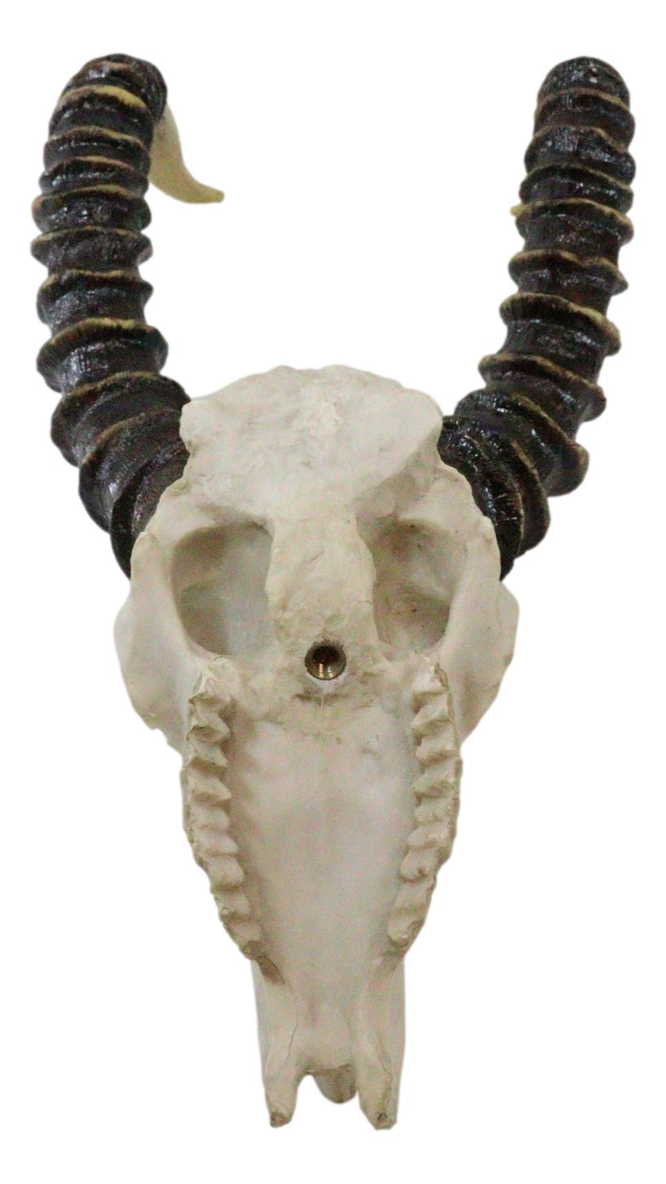 Vintage Faux Taxidermy Kudu Antelope Skull On Museum Pole Mount With Glass Base