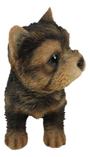 Realistic Yorkie Puppy Dog Figurine Pet Pal Yorkshire Terrier Collectible Decor