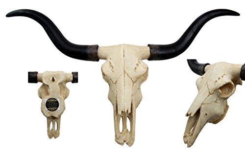 Ebros Texas Longhorn Steer Cattle Cow Skull Wall Hanging Plaque Figurine 21"L - Ebros Gift