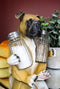 Ebros Fawn Boxer Puppy Dog Hugging Glass Salt Pepper Shakers Holder 6.25"High