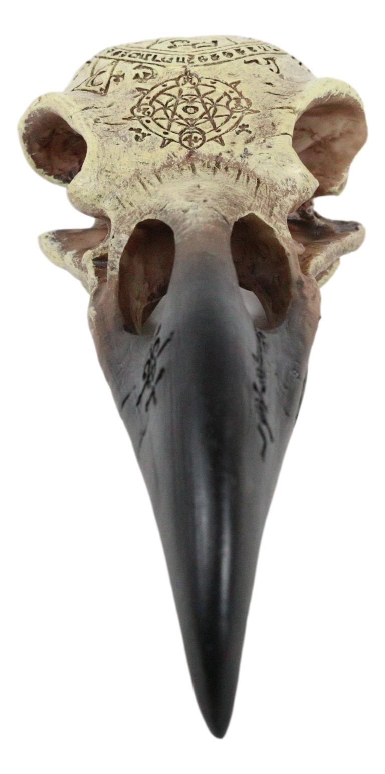 Ebros Pentagram Omega Alchemy Raven Crow Skull Figurine with Carved Rune Symbols