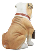 Realistic Large English Bulldog Welcome Statue 12"Tall Adorable Sitting Bulldog