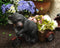 Ebros Gift Large Rustic Wildlife Black Bear Riding Tricycle Flowers Or Plants Planter Statue 20.5" Long