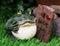 Set of 3 Green Toads Frogs Holding Welcome Kiss Me I Love U Signs Mini Figurines