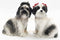 Ebros Darling Shih Tzu Couple With Ribbons Attractives Magnetic Salt Pepper Shakers