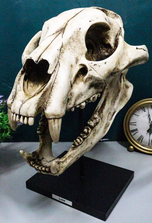 African Lion Fossil Skull Baring Jaws and Teeth Statue On Museum Pole Mount 14"H - Ebros Gift