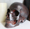 World War Green Beret Army Rusted Skull Statue 7"Long Military Skeleton Cranium