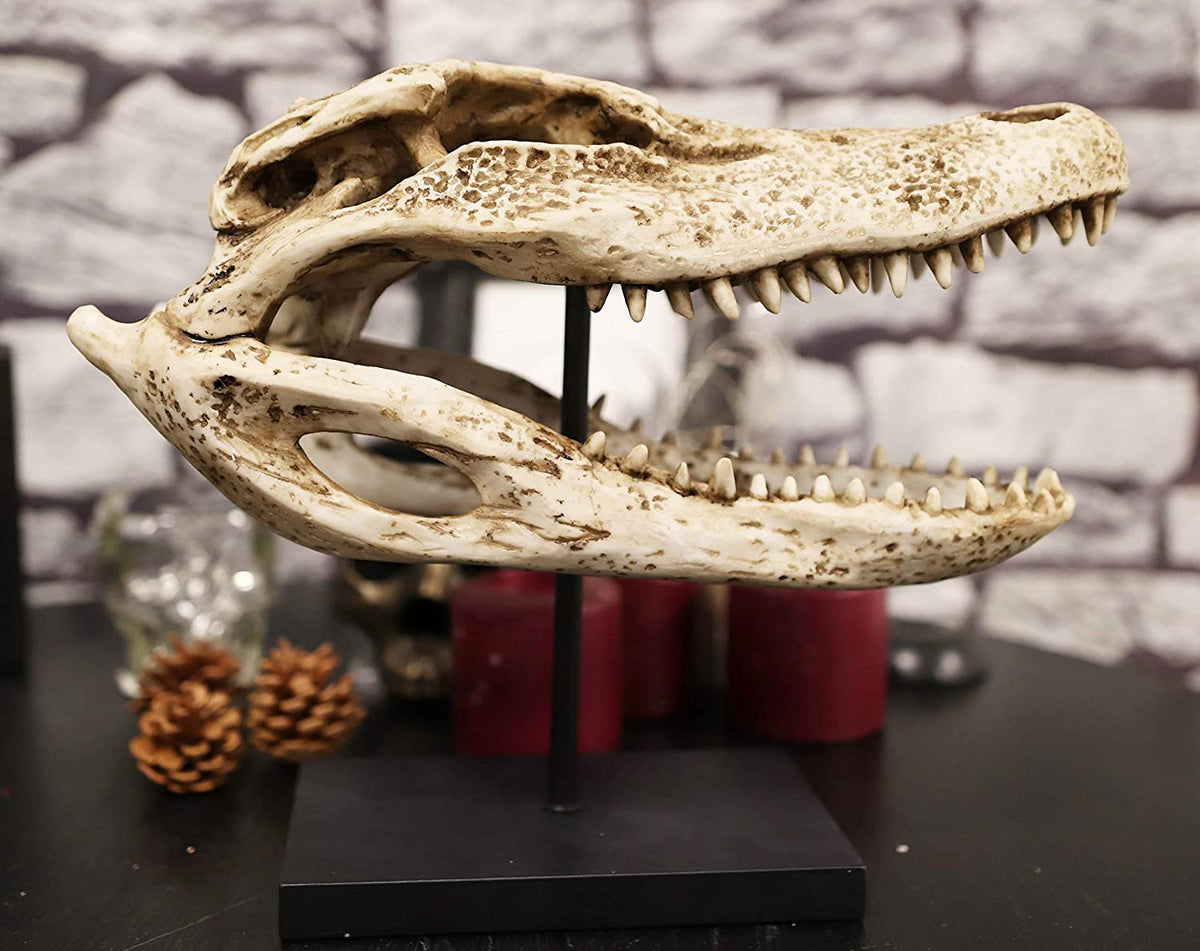 Ebros Faux Taxidermy Alligator Fossil Skull Baring Jaws and Teeth Statue 14.5"L
