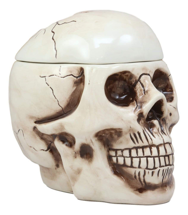 Ebros Large Ceramic Homosapien Jointed Human Skull Cookie Jar Figurine 9.25" L