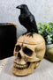 Ebros Black Raven Perched on Ancient Human Skull Trinket Box Container Figurine